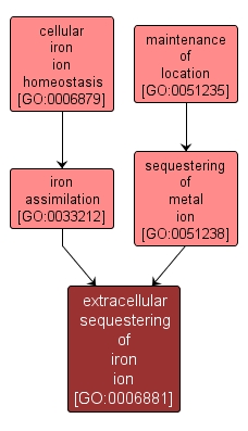 GO:0006881 - extracellular sequestering of iron ion (interactive image map)