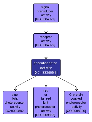 GO:0009881 - photoreceptor activity (interactive image map)