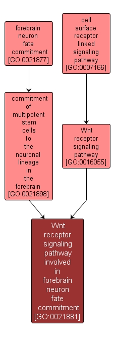 GO:0021881 - Wnt receptor signaling pathway involved in forebrain neuron fate commitment (interactive image map)