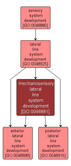GO:0048881 - mechanosensory lateral line system development (interactive image map)