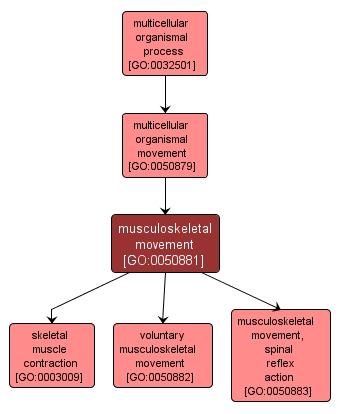 GO:0050881 - musculoskeletal movement (interactive image map)