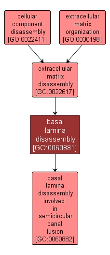 GO:0060881 - basal lamina disassembly (interactive image map)