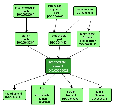 GO:0005882 - intermediate filament (interactive image map)