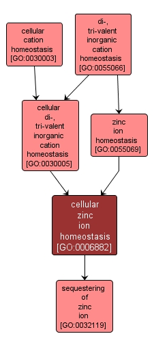 GO:0006882 - cellular zinc ion homeostasis (interactive image map)