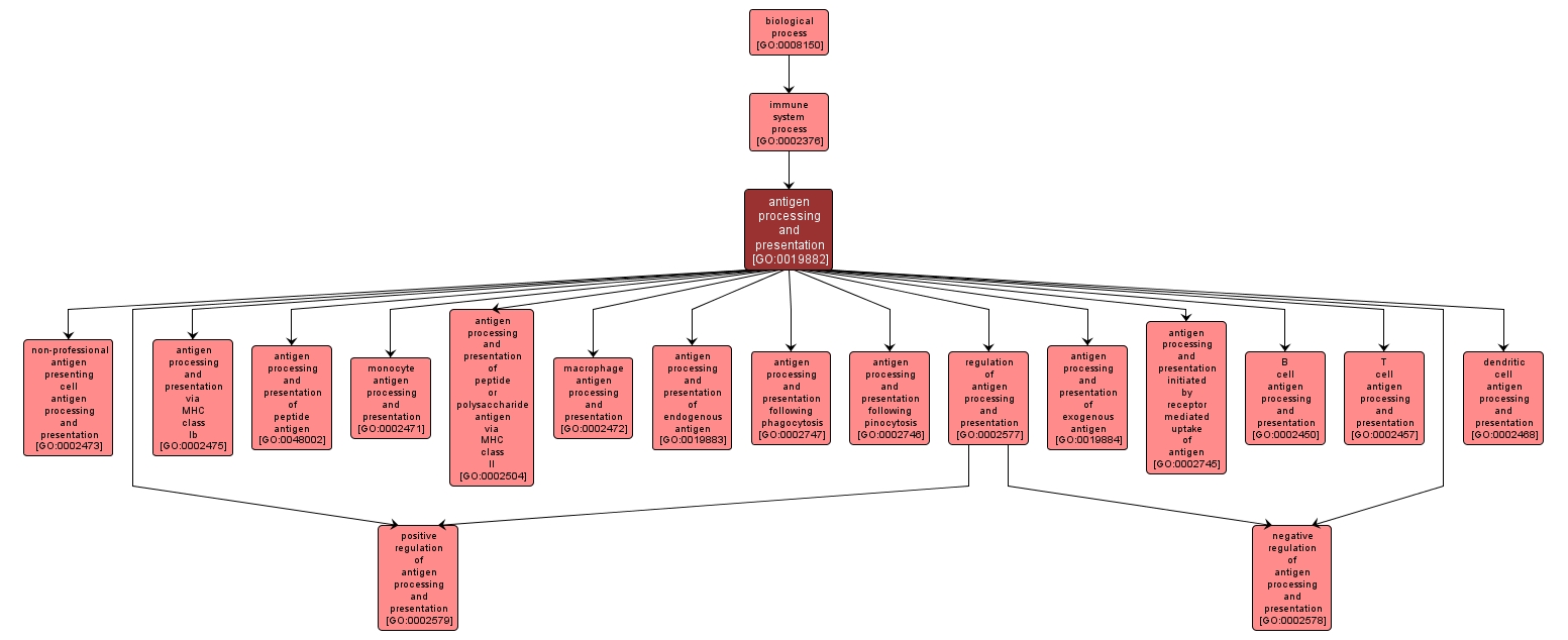 GO:0019882 - antigen processing and presentation (interactive image map)