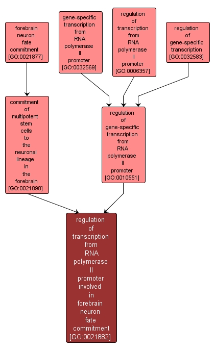 GO:0021882 - regulation of transcription from RNA polymerase II promoter involved in forebrain neuron fate commitment (interactive image map)