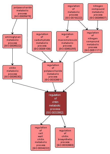 GO:0032882 - regulation of chitin metabolic process (interactive image map)