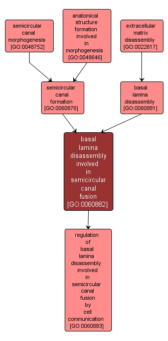 GO:0060882 - basal lamina disassembly involved in semicircular canal fusion (interactive image map)