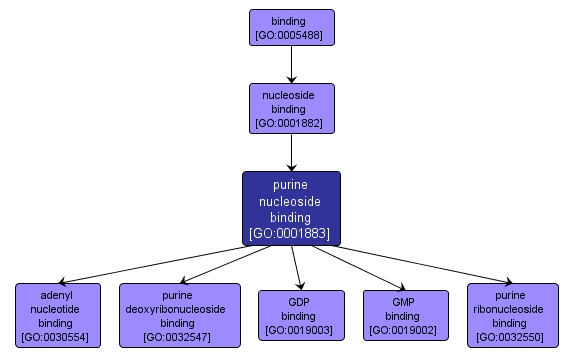 GO:0001883 - purine nucleoside binding (interactive image map)