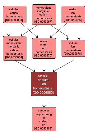 GO:0006883 - cellular sodium ion homeostasis (interactive image map)
