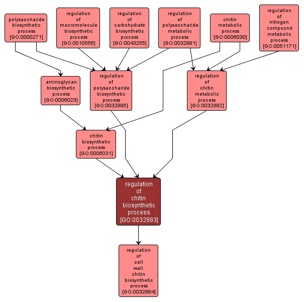 GO:0032883 - regulation of chitin biosynthetic process (interactive image map)