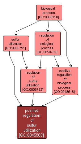 GO:0045883 - positive regulation of sulfur utilization (interactive image map)