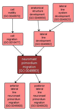 GO:0048883 - neuromast primordium migration (interactive image map)