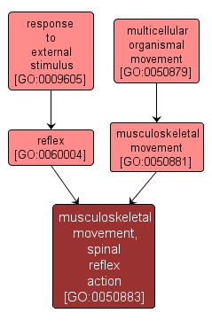 GO:0050883 - musculoskeletal movement, spinal reflex action (interactive image map)