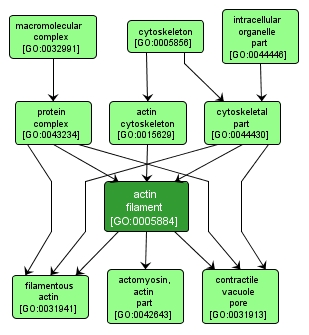 GO:0005884 - actin filament (interactive image map)