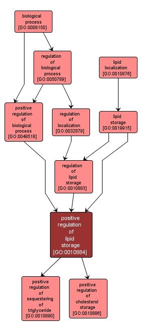 GO:0010884 - positive regulation of lipid storage (interactive image map)
