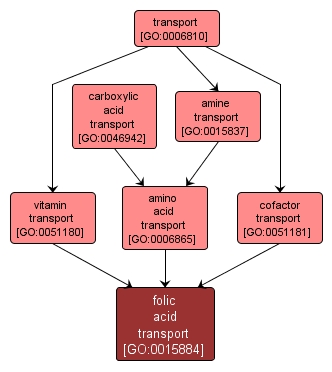 GO:0015884 - folic acid transport (interactive image map)