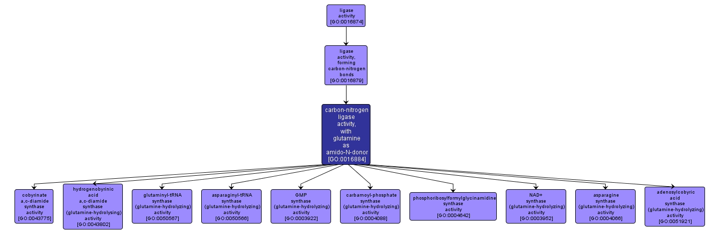 GO:0016884 - carbon-nitrogen ligase activity, with glutamine as amido-N-donor (interactive image map)