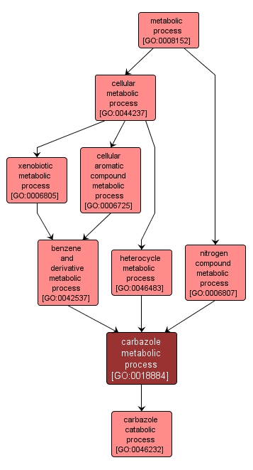 GO:0018884 - carbazole metabolic process (interactive image map)