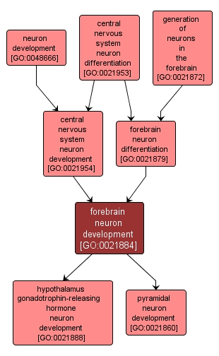 GO:0021884 - forebrain neuron development (interactive image map)