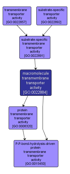 GO:0022884 - macromolecule transmembrane transporter activity (interactive image map)