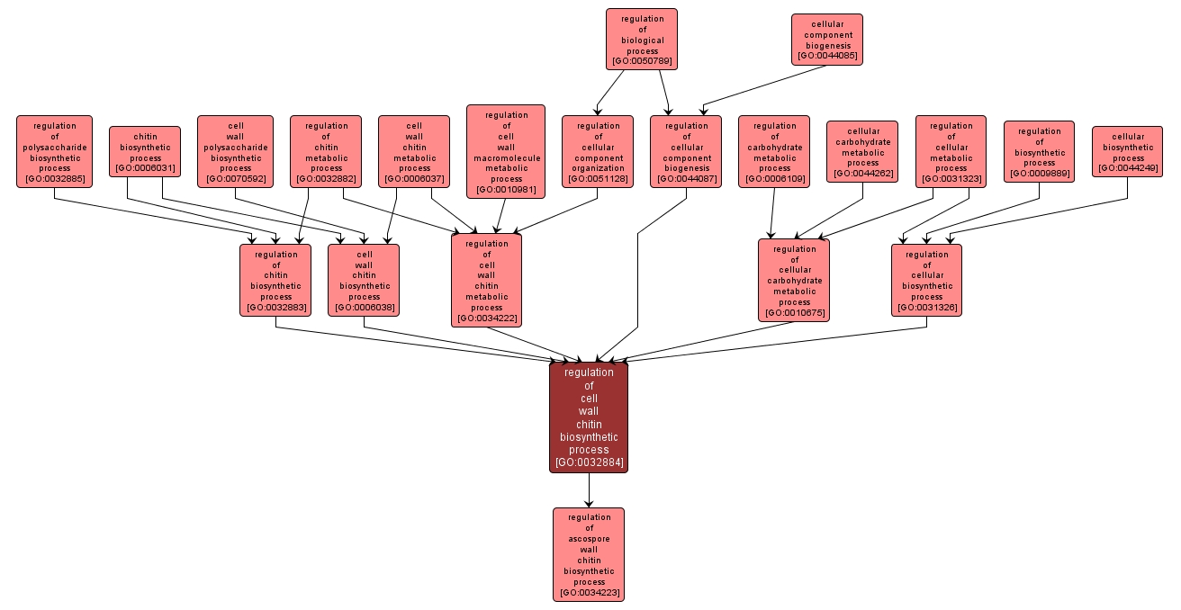 GO:0032884 - regulation of cell wall chitin biosynthetic process (interactive image map)