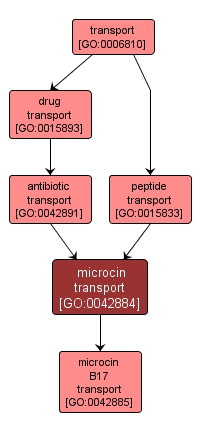 GO:0042884 - microcin transport (interactive image map)