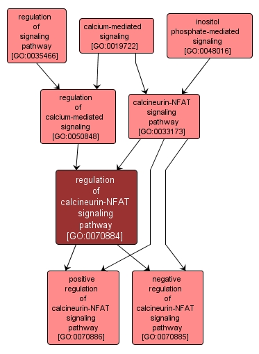 GO:0070884 - regulation of calcineurin-NFAT signaling pathway (interactive image map)