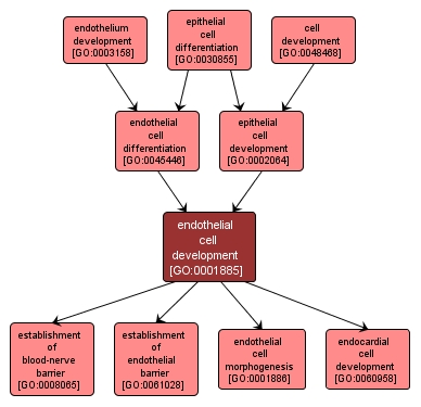 GO:0001885 - endothelial cell development (interactive image map)