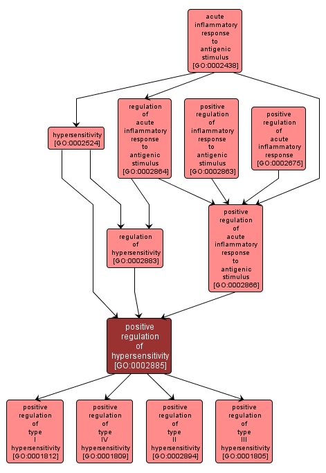 GO:0002885 - positive regulation of hypersensitivity (interactive image map)