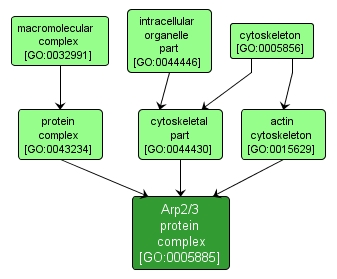 GO:0005885 - Arp2/3 protein complex (interactive image map)