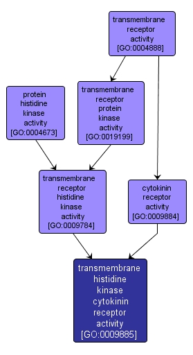 GO:0009885 - transmembrane histidine kinase cytokinin receptor activity (interactive image map)