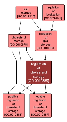 GO:0010885 - regulation of cholesterol storage (interactive image map)