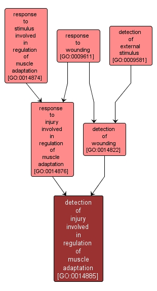 GO:0014885 - detection of injury involved in regulation of muscle adaptation (interactive image map)