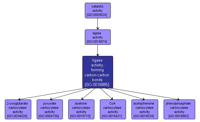 GO:0016885 - ligase activity, forming carbon-carbon bonds (interactive image map)