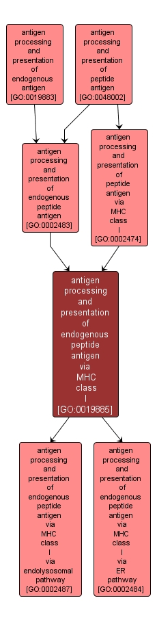 GO:0019885 - antigen processing and presentation of endogenous peptide antigen via MHC class I (interactive image map)