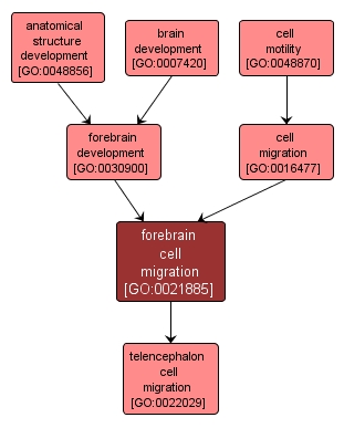 GO:0021885 - forebrain cell migration (interactive image map)