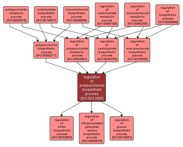 GO:0032885 - regulation of polysaccharide biosynthetic process (interactive image map)