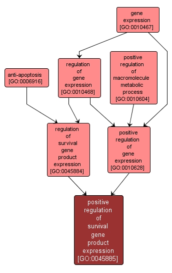 GO:0045885 - positive regulation of survival gene product expression (interactive image map)