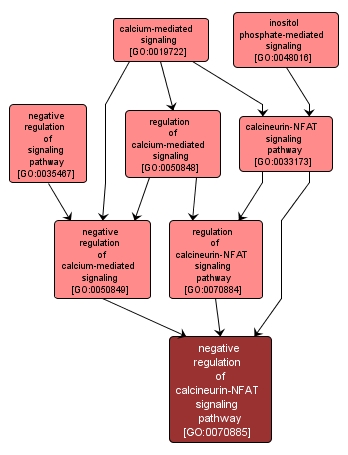 GO:0070885 - negative regulation of calcineurin-NFAT signaling pathway (interactive image map)