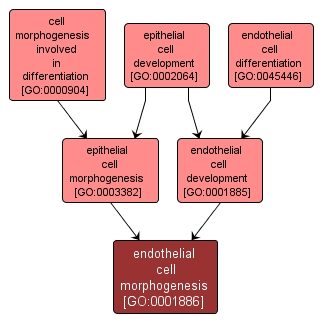 GO:0001886 - endothelial cell morphogenesis (interactive image map)