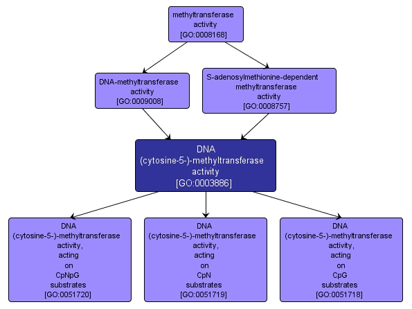 GO:0003886 - DNA (cytosine-5-)-methyltransferase activity (interactive image map)