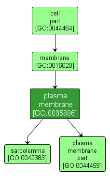 GO:0005886 - plasma membrane (interactive image map)
