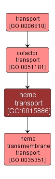 GO:0015886 - heme transport (interactive image map)