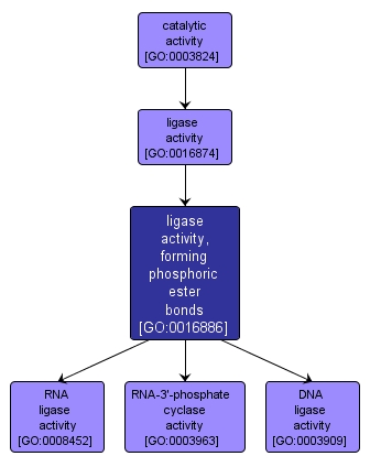 GO:0016886 - ligase activity, forming phosphoric ester bonds (interactive image map)