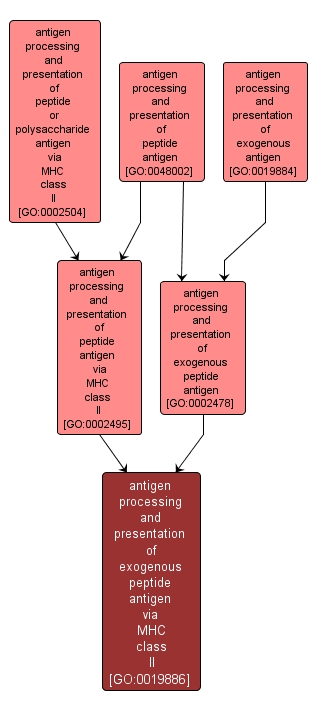 GO:0019886 - antigen processing and presentation of exogenous peptide antigen via MHC class II (interactive image map)