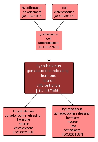 GO:0021886 - hypothalamus gonadotrophin-releasing hormone neuron differentiation (interactive image map)