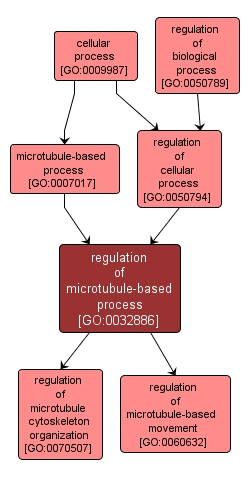 GO:0032886 - regulation of microtubule-based process (interactive image map)