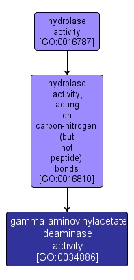 GO:0034886 - gamma-aminovinylacetate deaminase activity (interactive image map)