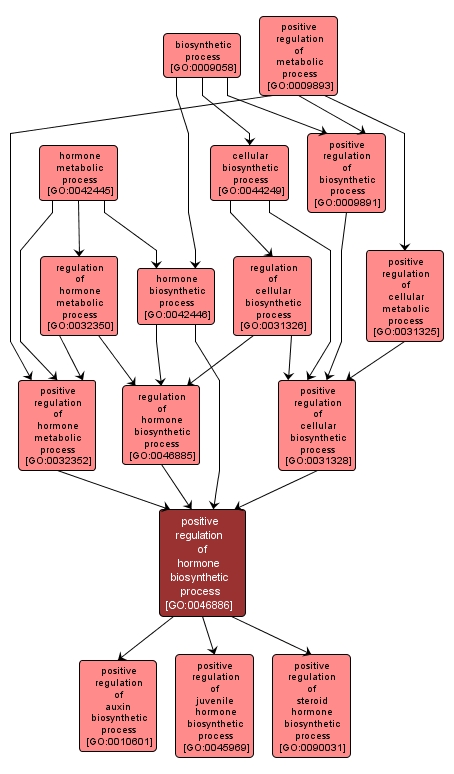 GO:0046886 - positive regulation of hormone biosynthetic process (interactive image map)